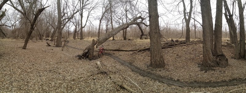 Shortly after the trail was built, a large tree fell across it.  We had to move the trail slightly but this photo still gives a great idea of what the terrain is like on this section of trail.