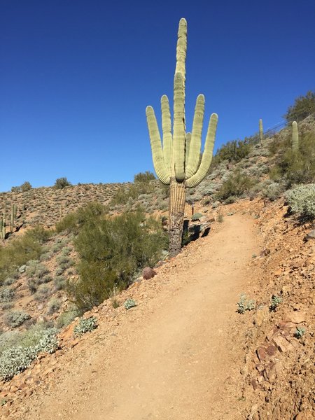 Cactus on Sidewinder...still going up