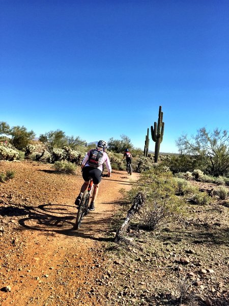 Ocotillo Trail