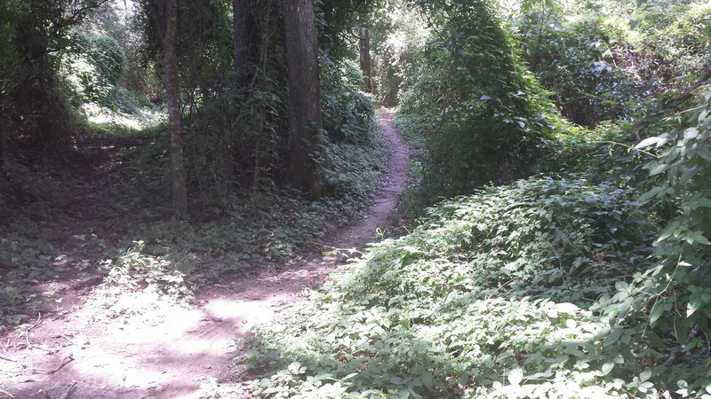 Quick descent through the woods.