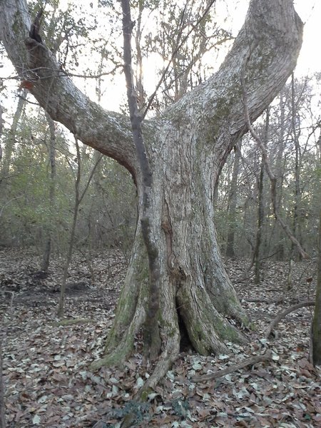 150 year old swamp oak along the trail