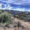 Cruisin' through the cholla forest on Rock Knob Trail