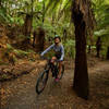 Marvel at the native bush on the Tongariro River Trail