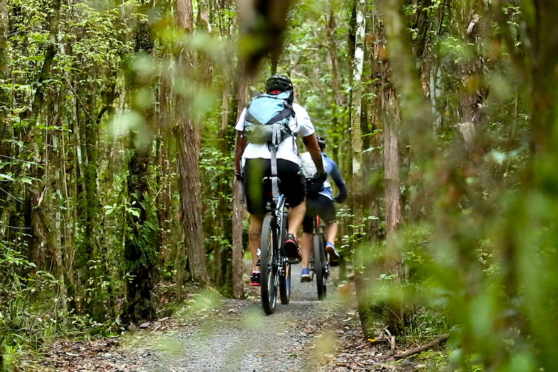 Jungle-y cruising on mellow terrain