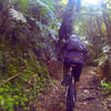 Climbing up the K2K mountain bike trail from Kawakawa Bay