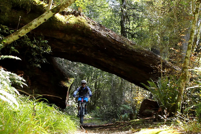 Riding through the native bush on the Tree Trunk Gorge mountain bike trail