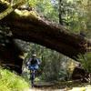 Riding through the native bush on the Tree Trunk Gorge mountain bike trail