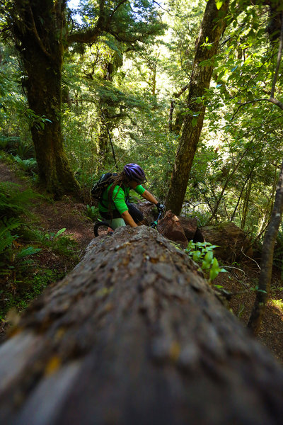 Get used to big logs on the Te Iringa trail