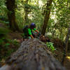 Get used to big logs on the Te Iringa trail