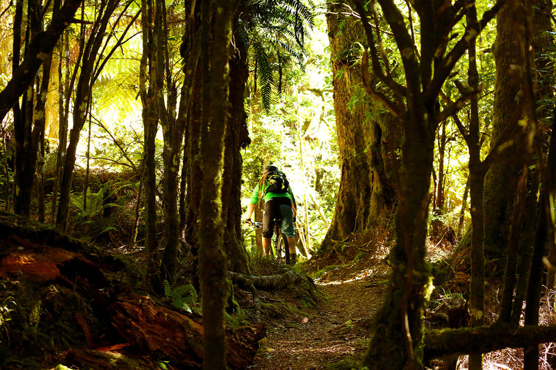 Moss galore on the Te Iringa trail
