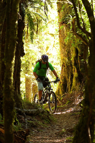 Riding through the bush on the grade 5 Te Iringa mountain bike trail