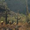 Sonoran cactus-scape, oct 20, 2007 _ ( with permission from meg99az