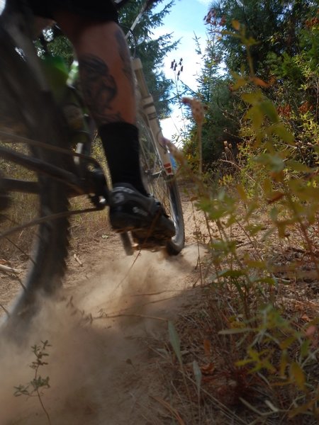 Clear cut moon dust on Trail #224 Piah Creek