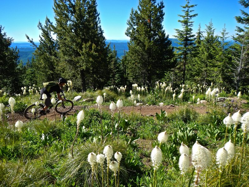 Bald Mountain, just below the lookout beginning Beason Meadows Trail