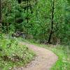 Typical trail conditions at Britt Woods, photo courtesy landconserve.org