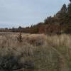 The majority of the trail is through tall grass and shrub on the east side of Dry Canyon.