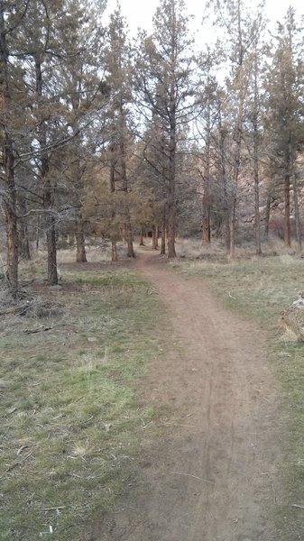 Fast slalom through the trees to the finish. On Dry Canyon Trail