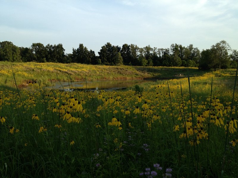 Wildflowers around the kettle pond in full bloom.