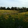 Wildflowers around the kettle pond in full bloom.