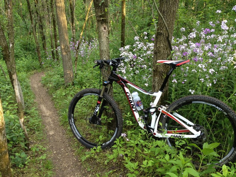 Springtime flowers in bloom beside the sweet singletrack in Rolling Hills Park