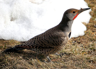 Flicker on the Broomfield trails.