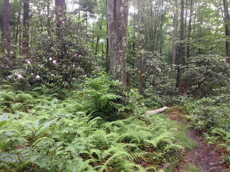 Fading rhododendron on Allegheny Trail