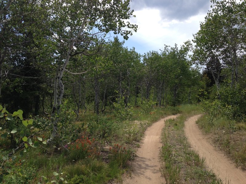 Banner Ridge Trail System, Idaho