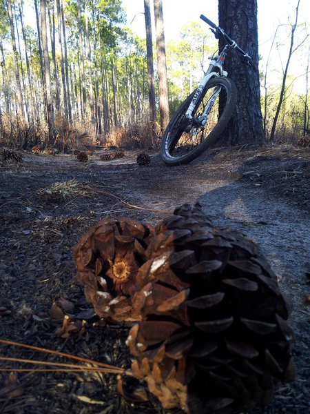 Killer pine cones -- 8 or 9" tall, the largest I have seen east of the Mississippi.