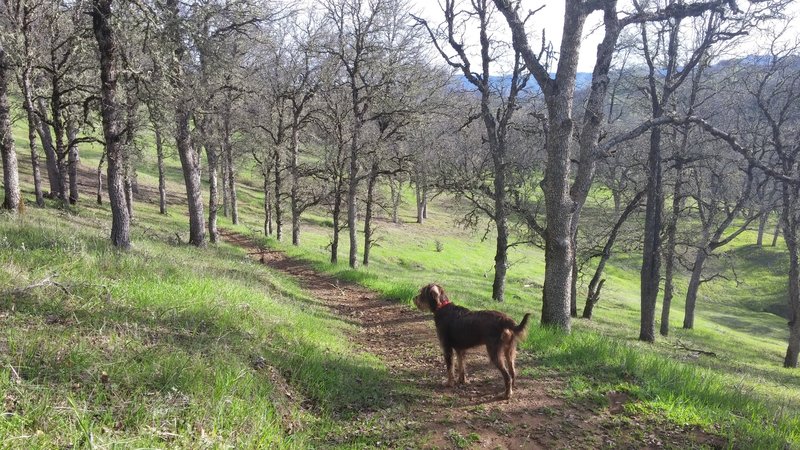 Looking back down toward Highway 20 from Judge Davis Trail