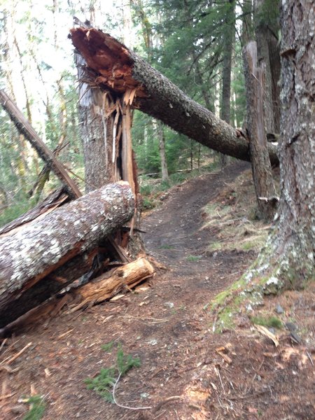 Old Growth Doug Fir stand