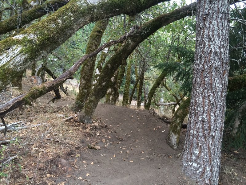 One of the many berm turns on section 3