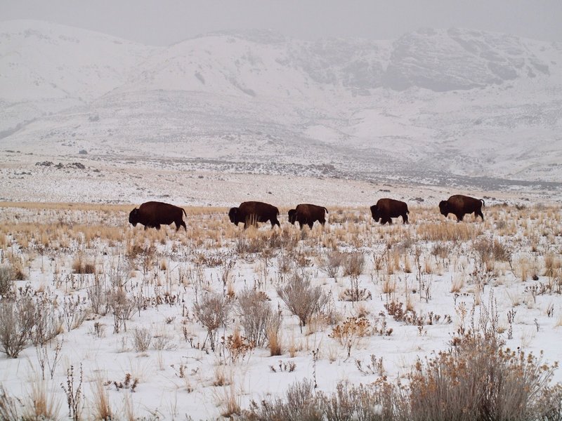 American Bison enjoying the winter season