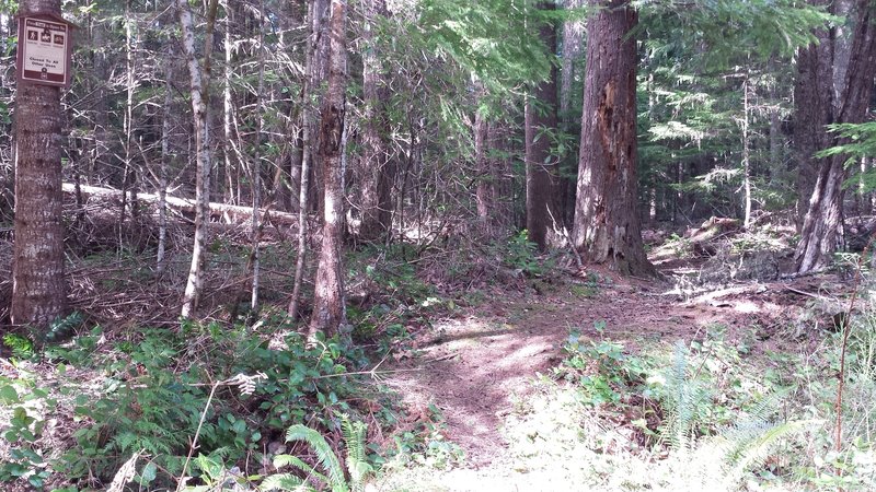 This is the trail. Not much of a sign with no trail name. but it is the loamiest piece of sweet singletrack EVER! I swear the layer of tiny pine cones was like 3 inches thick in places.  Super cool Pine stand with huge stumps reminiscent of the ancient forest that once stood here.