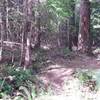 This is the trail. Not much of a sign with no trail name. but it is the loamiest piece of sweet singletrack EVER! I swear the layer of tiny pine cones was like 3 inches thick in places.  Super cool Pine stand with huge stumps reminiscent of the ancient forest that once stood here.