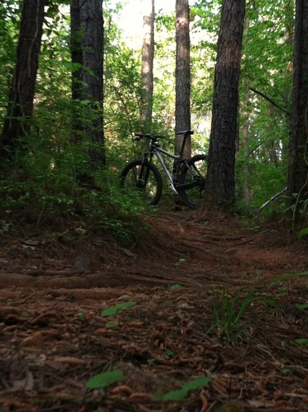 Rooty little climb on the Island trail.