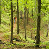 Starting out on Little Clifty, going counter-clockwise from the Piney Road trailhead.