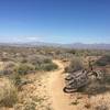 Narrow winding singletrack along Gooseneck Trail