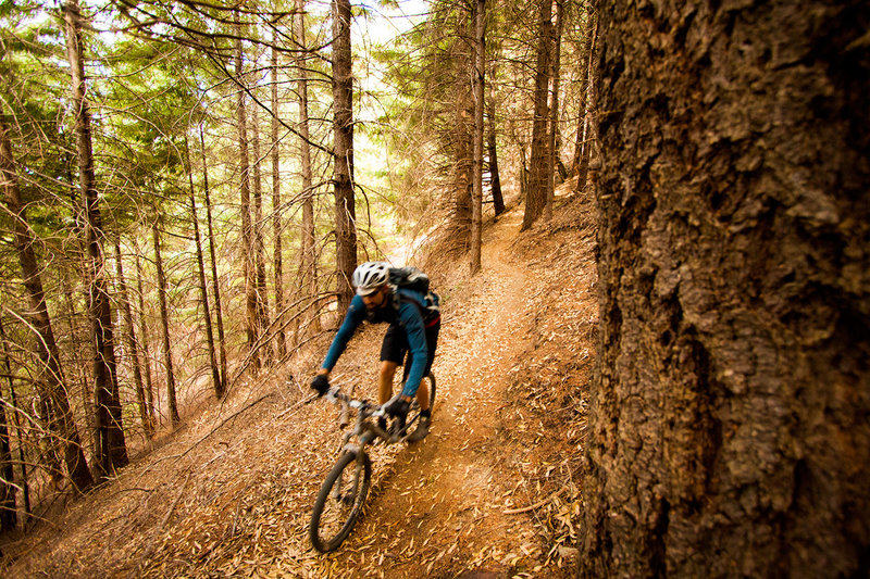 Big trees and steep slopes are part of what make the Paradise Royale trails an amazing experience.