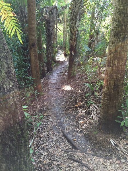 NW border trail