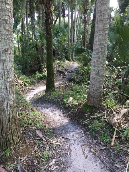 Typical trail at Fort Pierce (FTP)