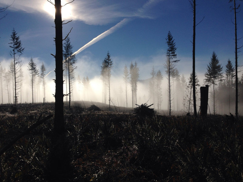 Frosty, frozen, foggy.