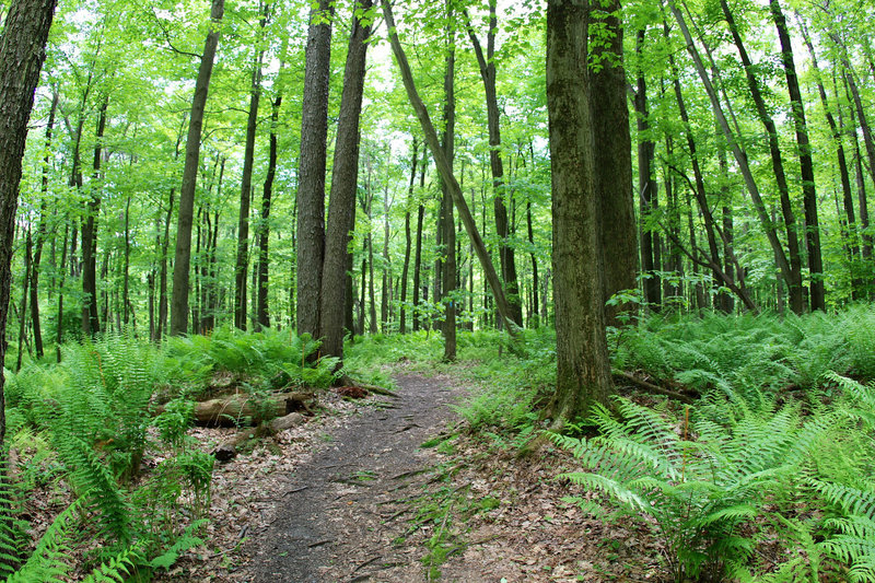 Follow the Wolf Rocks Trail