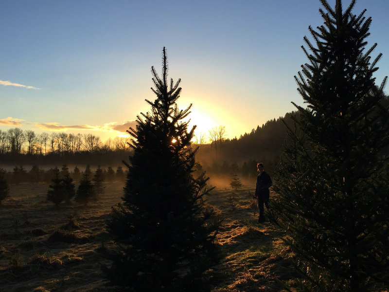 Hunting for a Christmas tree at sunset.