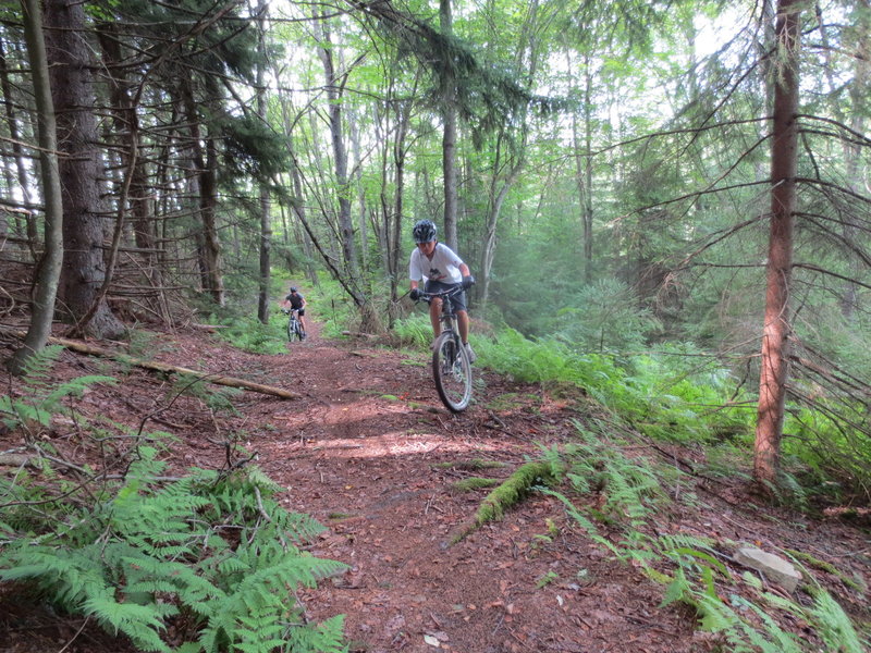 Near exit by lake - Dobbin House Trail