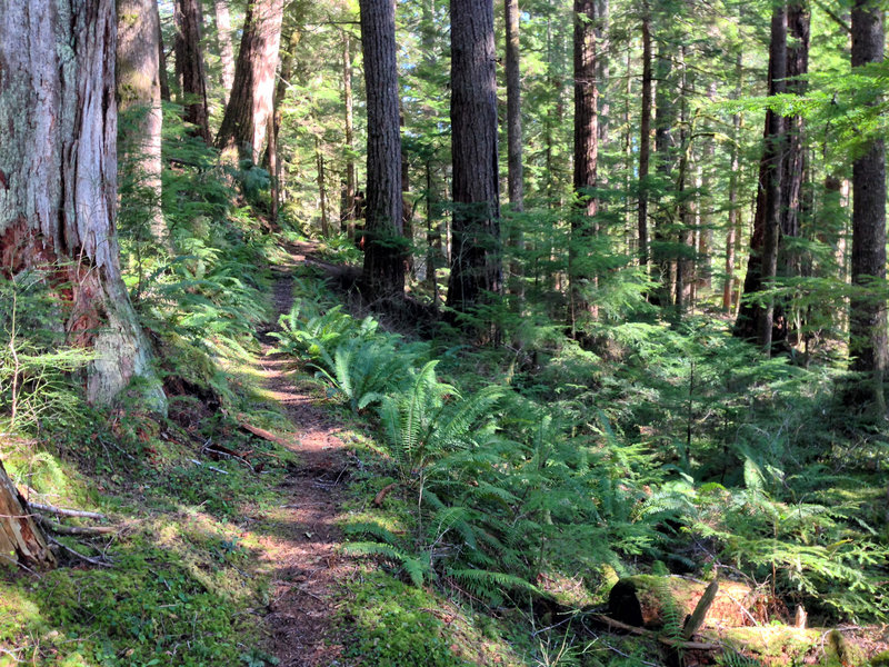 Many sections forest just like this on the Skokomish Lower South Fork Trail