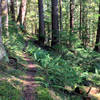 Many sections forest just like this on the Skokomish Lower South Fork Trail