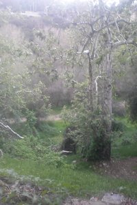 Mnt. Wilson trail