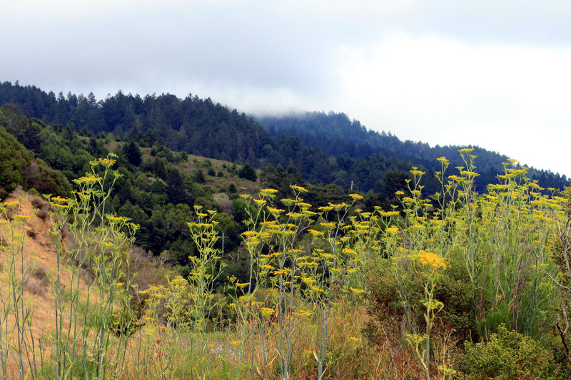 Bolinas views