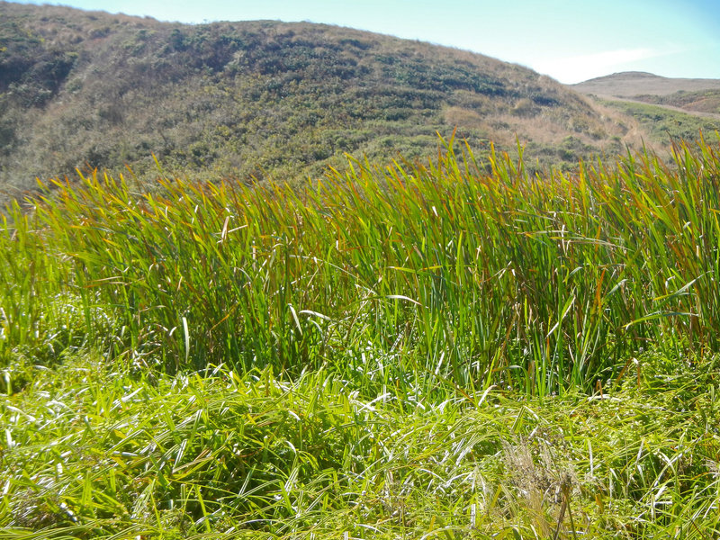 Marsh grasses along the Kehoe Beach trail