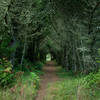 Tree tunnel on the Inverness Ridge trail